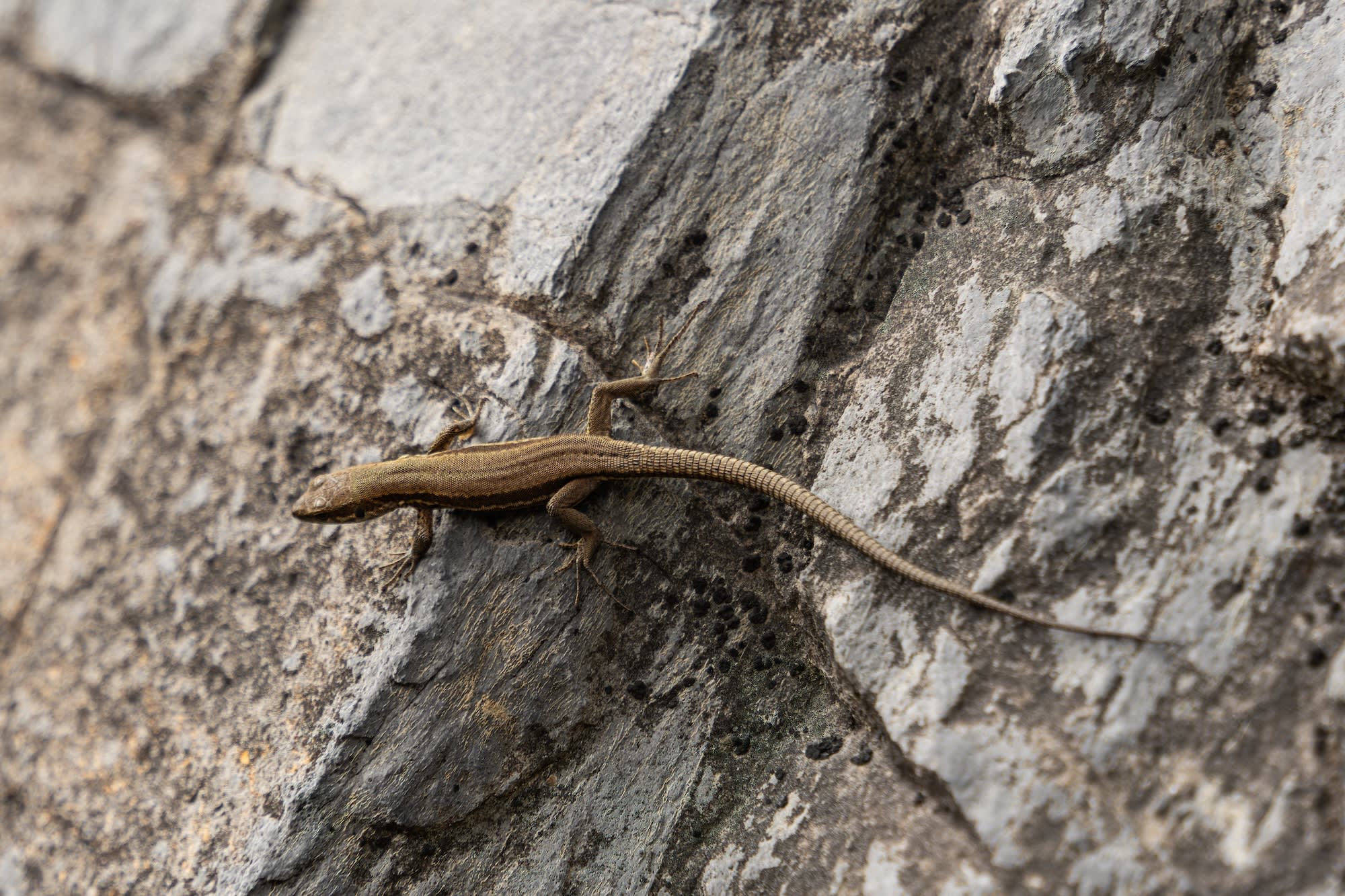Kletterkurs für Einsteiger im Klettergarten